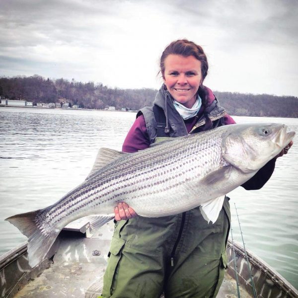 Susquehanna River striped bass