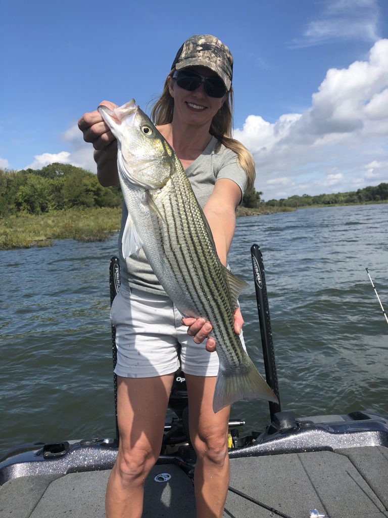 Oklahome striped bass